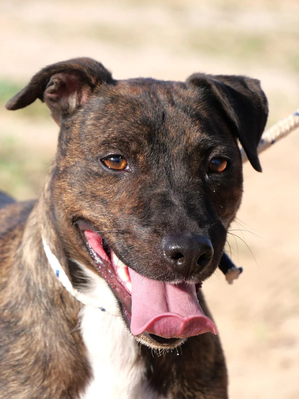 AVENIDA, female Mixed Breed for adoption at Murcia), Lips Rescue photo 4