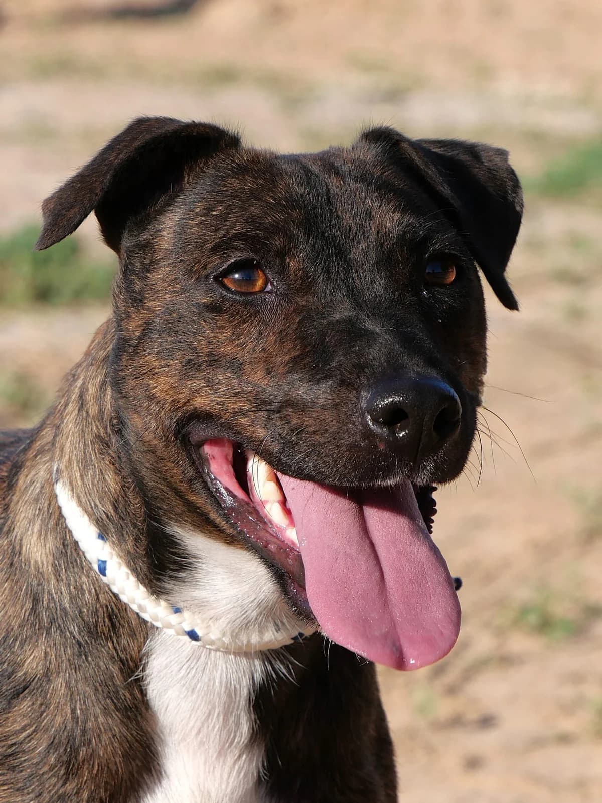 AVENIDA, female Mixed Breed for adoption at Murcia), Lips Rescue photo 5