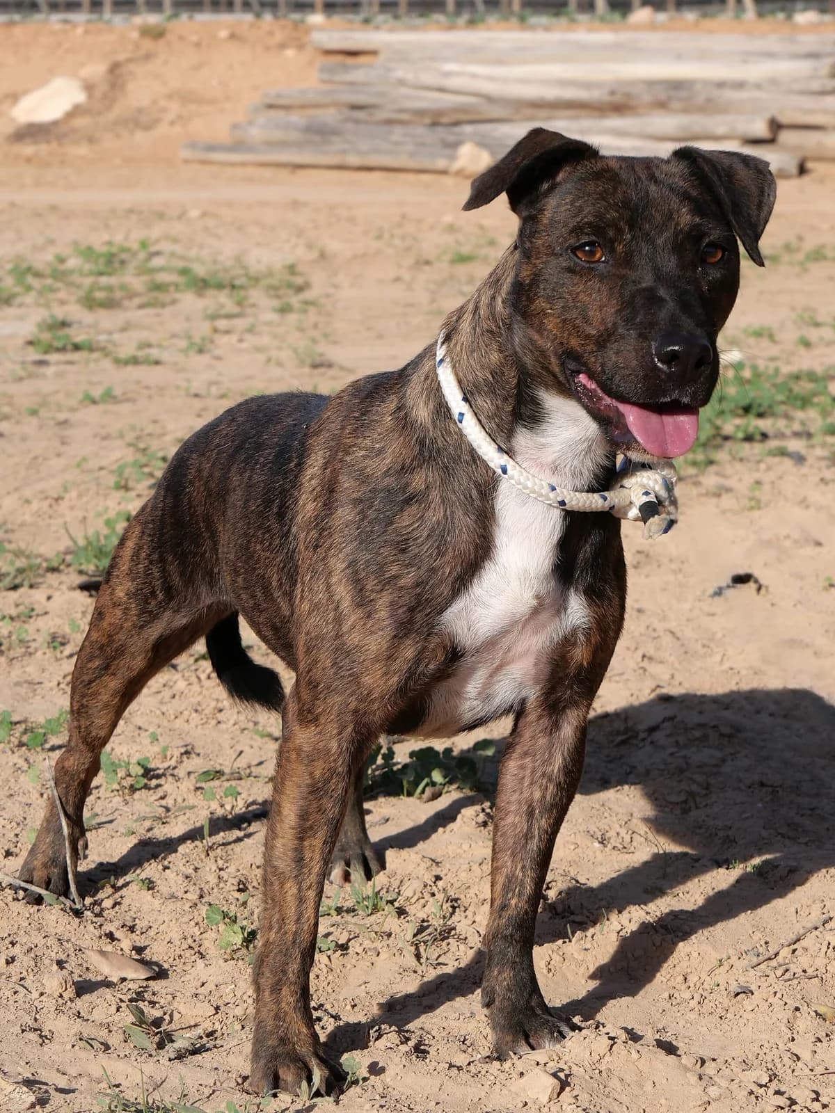 AVENIDA, female Mixed Breed for adoption at Murcia), Lips Rescue photo 6