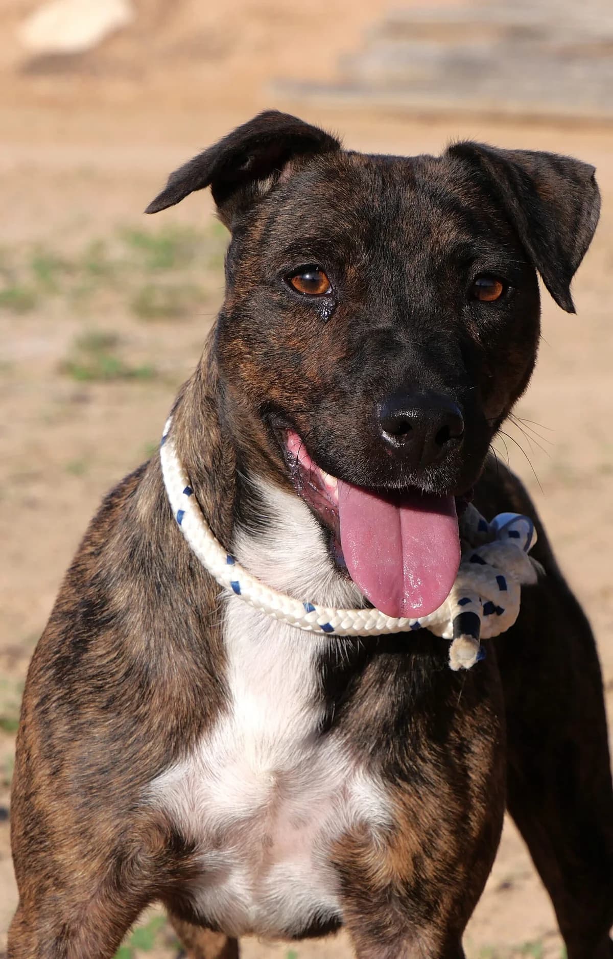 AVENIDA, female Mixed Breed for adoption at Murcia), Lips Rescue photo 7