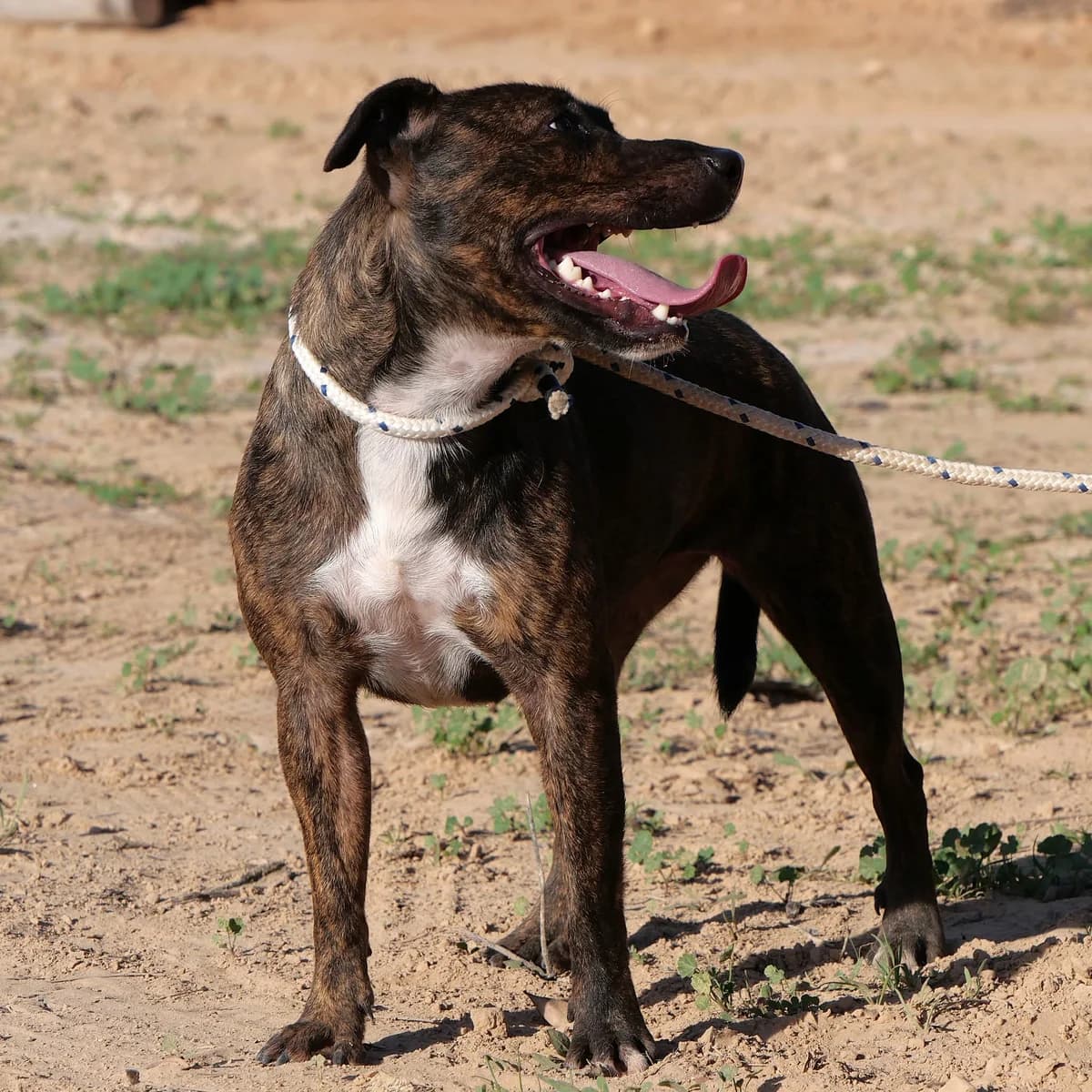 AVENIDA, female Mixed Breed for adoption at Murcia), Lips Rescue photo 8