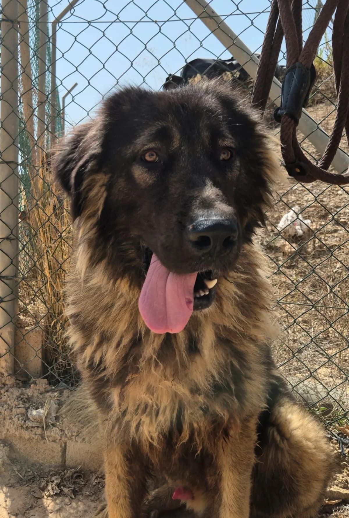 BACO, male Mixed Breed for adoption at Murcia), Lips Rescue