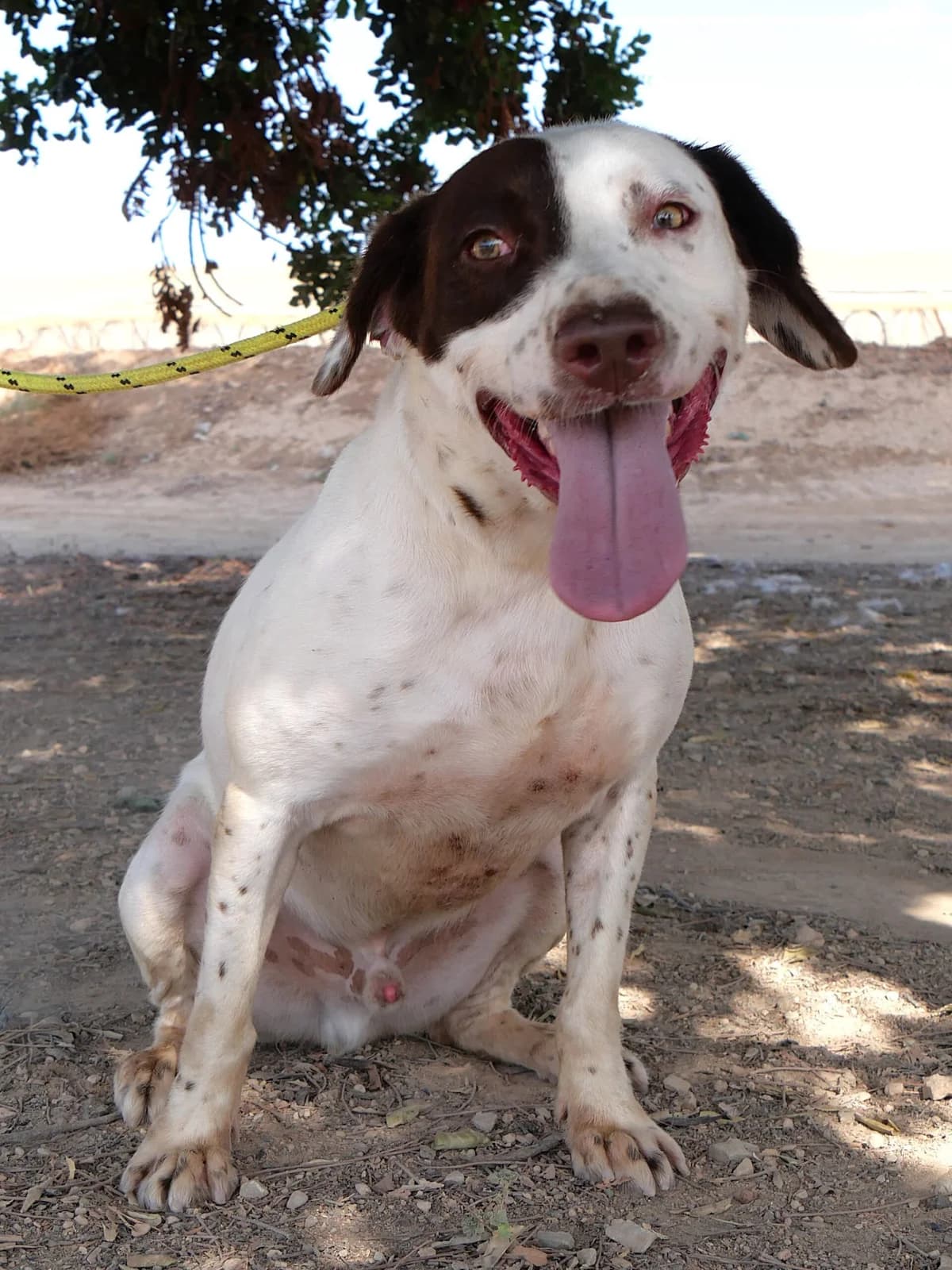 BALIN, male Mixed Breed for adoption at Murcia), Lips Rescue