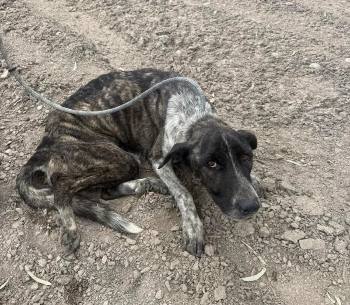BELLA, female Mixed Breed for adoption at Murcia), Lips Rescue