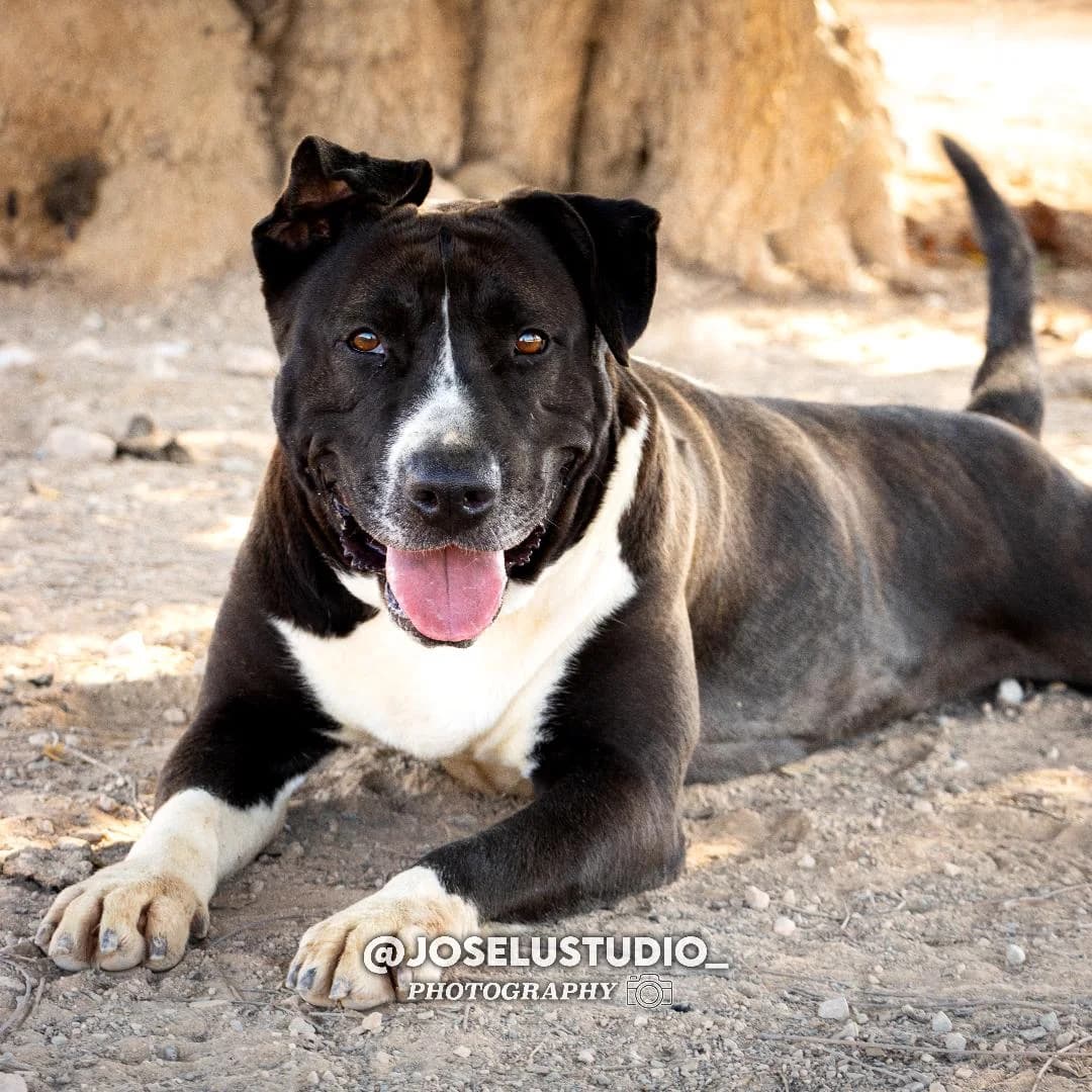 BESSIE (PPP), female Mixed Breed for adoption at Murcia), Lips Rescue