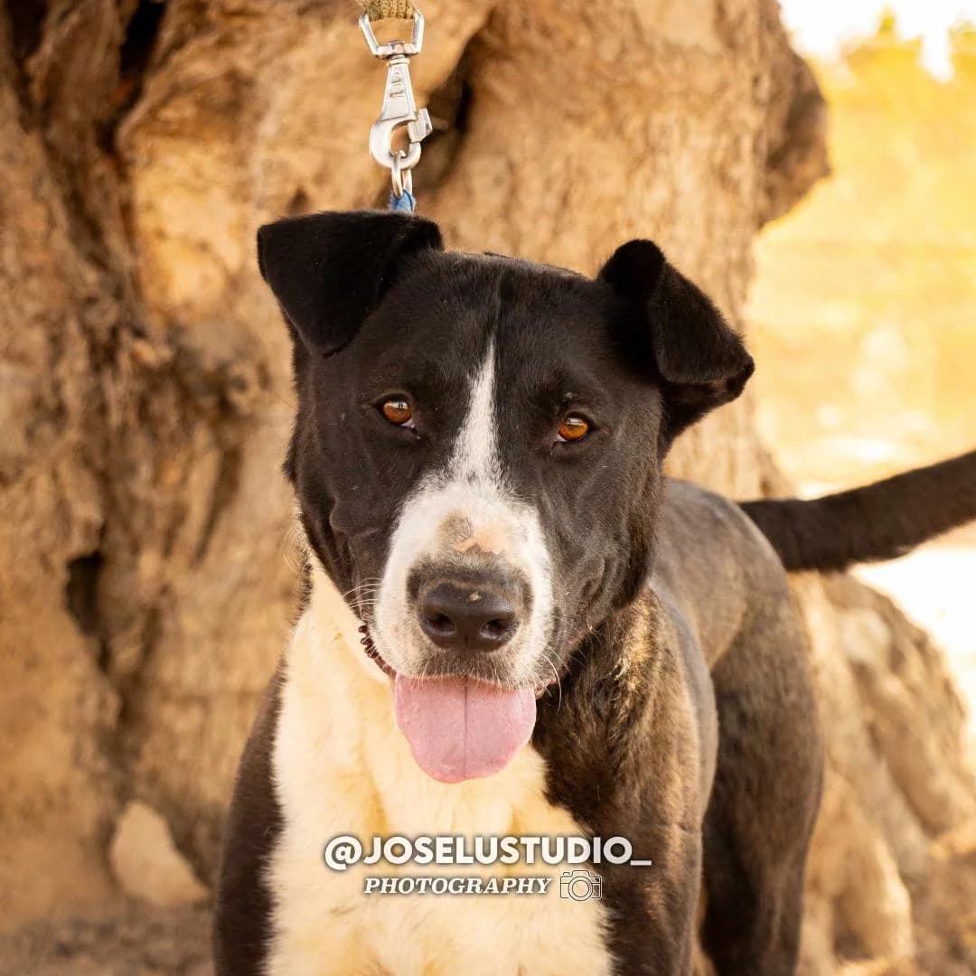 BILLIE (PPP), male Mixed Breed for adoption at Lips Rescue