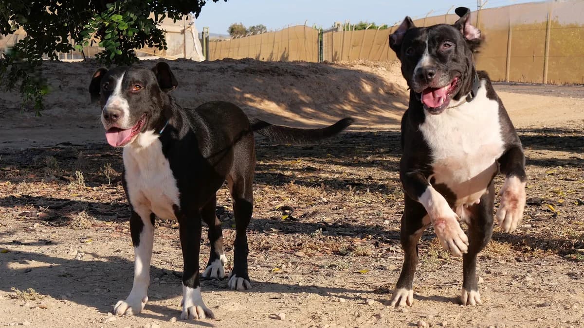 BILLIE (PPP), male Mixed Breed for adoption at Murcia), Lips Rescue photo 2