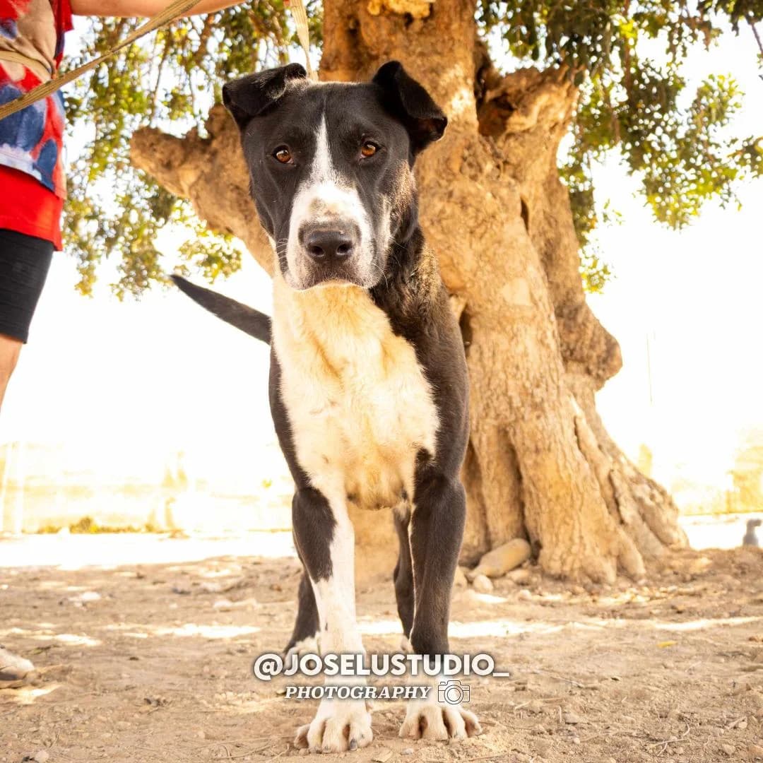 BILLIE (PPP), male Mixed Breed for adoption at Murcia), Lips Rescue photo 3