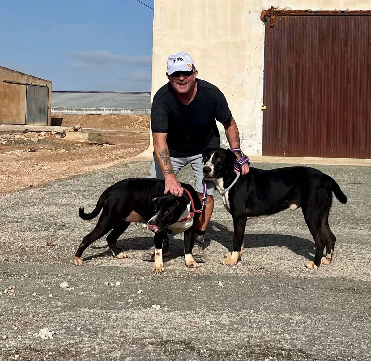 BILLIE (PPP), male Mixed Breed for adoption at Murcia), Lips Rescue photo 4