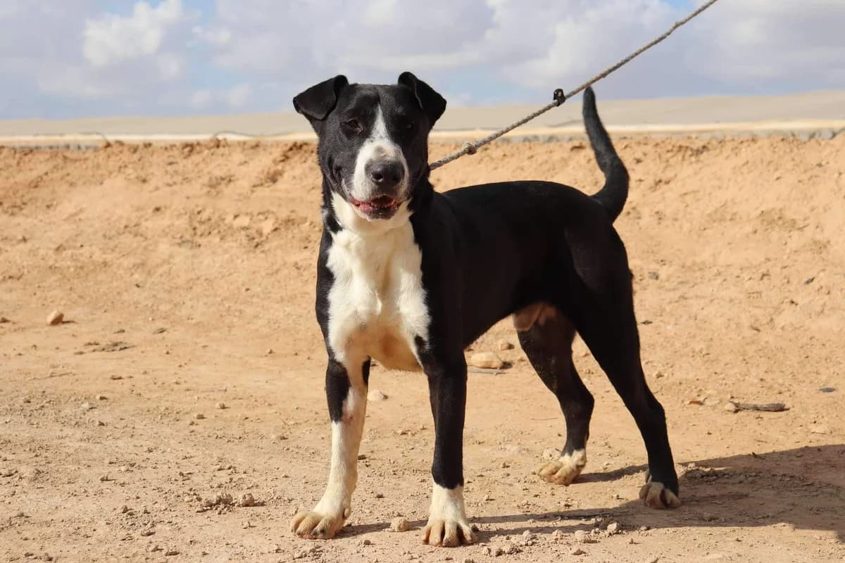 BILLIE (PPP), male Mixed Breed for adoption at Murcia), Lips Rescue photo 5