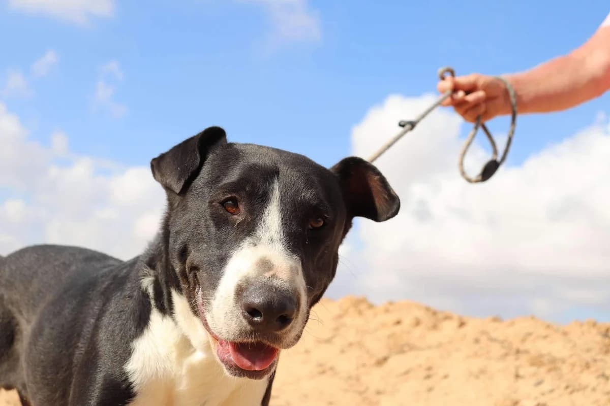 BILLIE (PPP), male Mixed Breed for adoption at Murcia), Lips Rescue photo 6