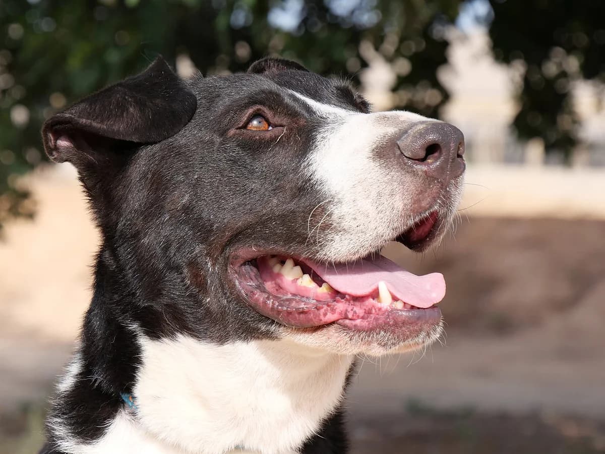 BILLIE (PPP), male Mixed Breed for adoption at Murcia), Lips Rescue photo 7