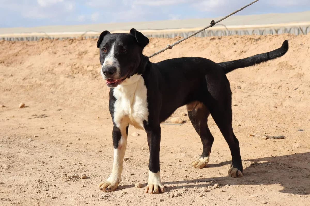 BILLIE (PPP), male Mixed Breed for adoption at Murcia), Lips Rescue photo 8