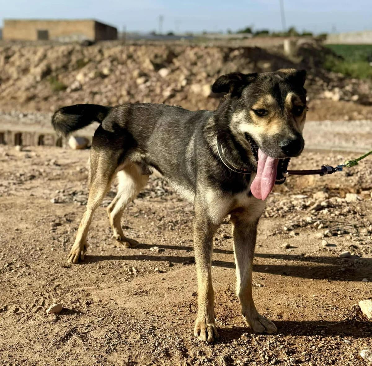 BLACK, male Mixed Breed for adoption at Murcia), Lips Rescue