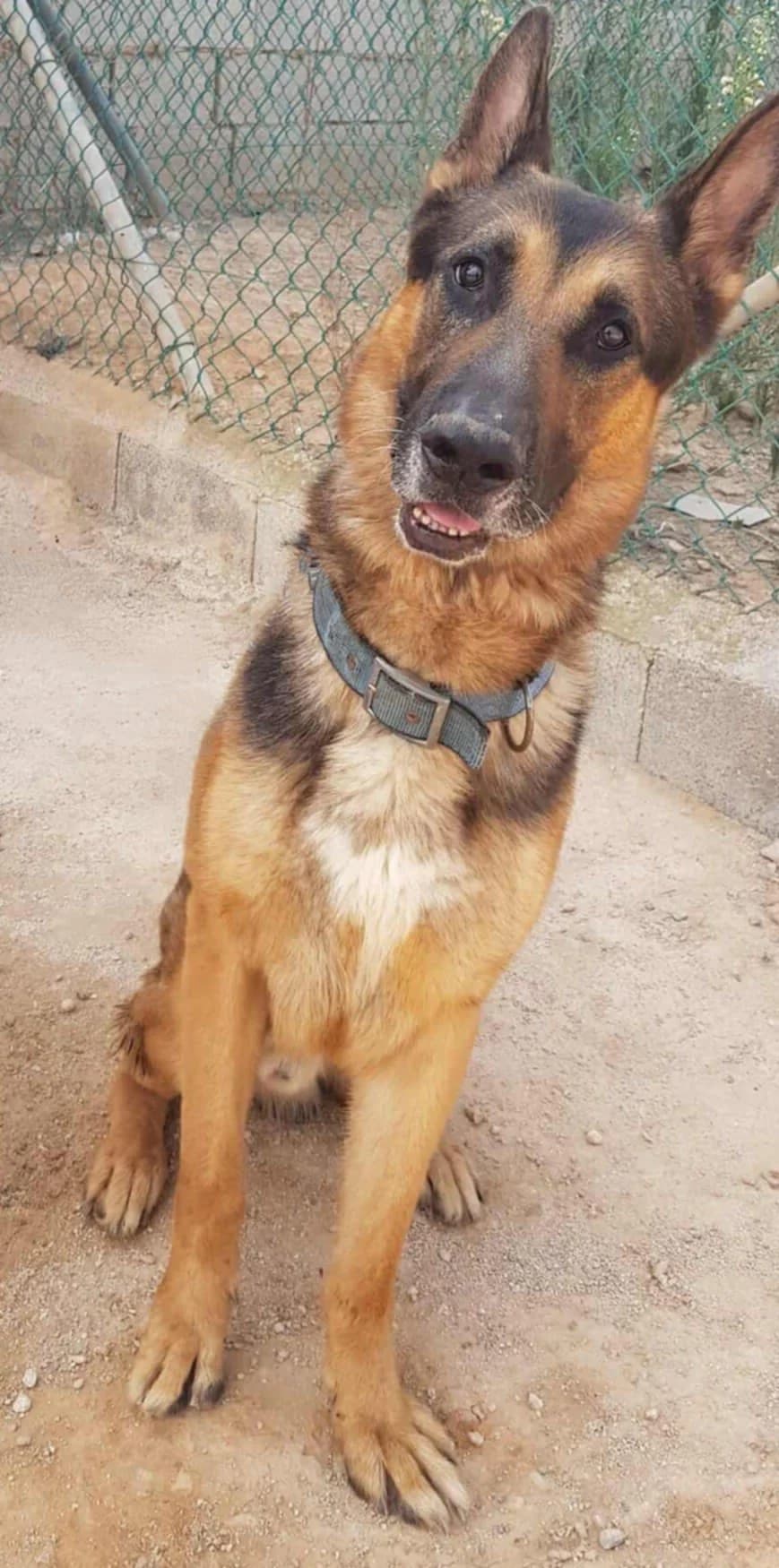 BLADE, male Mixed Breed for adoption at Murcia), Lips Rescue
