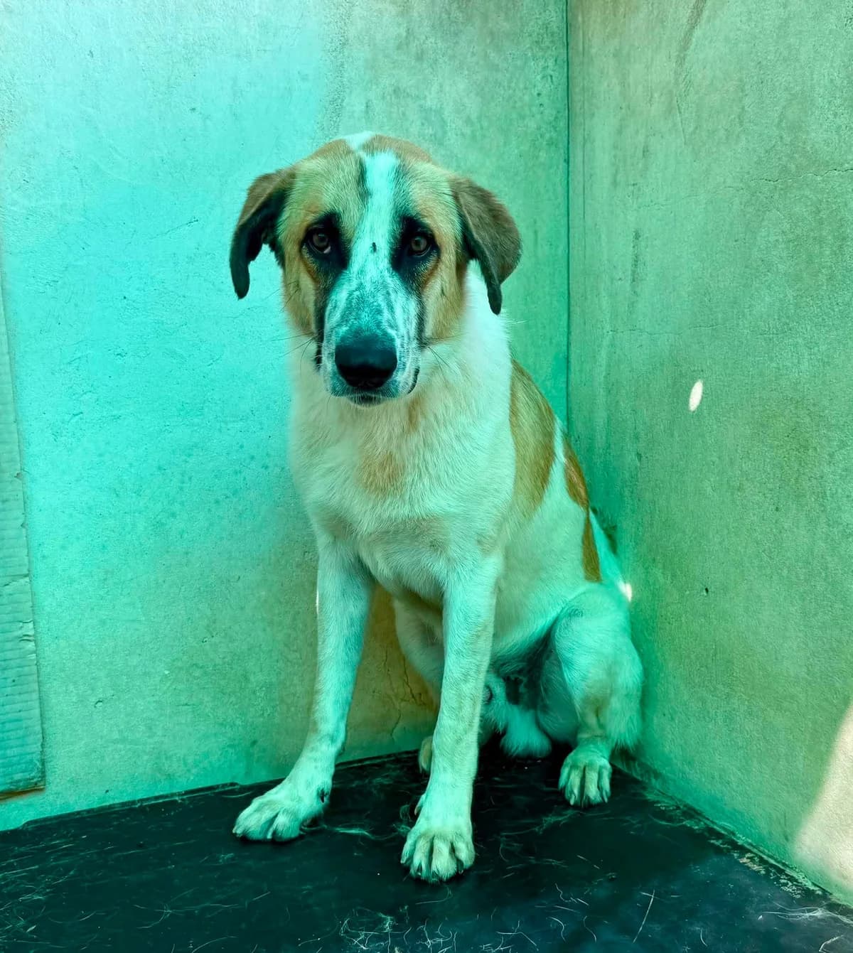 BLAKE, male Mixed Breed for adoption at Murcia), Lips Rescue