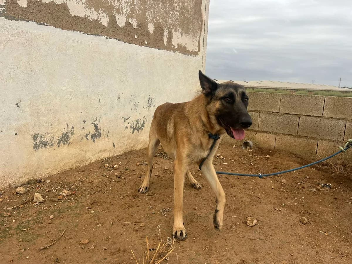 BOLUS, male young Mixed Breed for adoption at Murcia), Lips Rescue