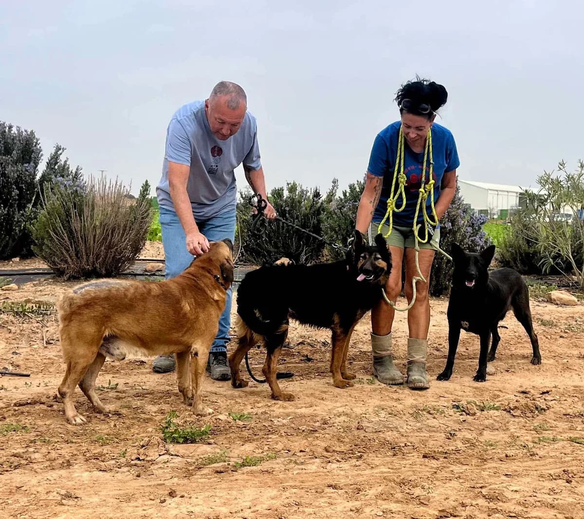 BRAUN, male Mixed Breed for adoption at Murcia), Lips Rescue