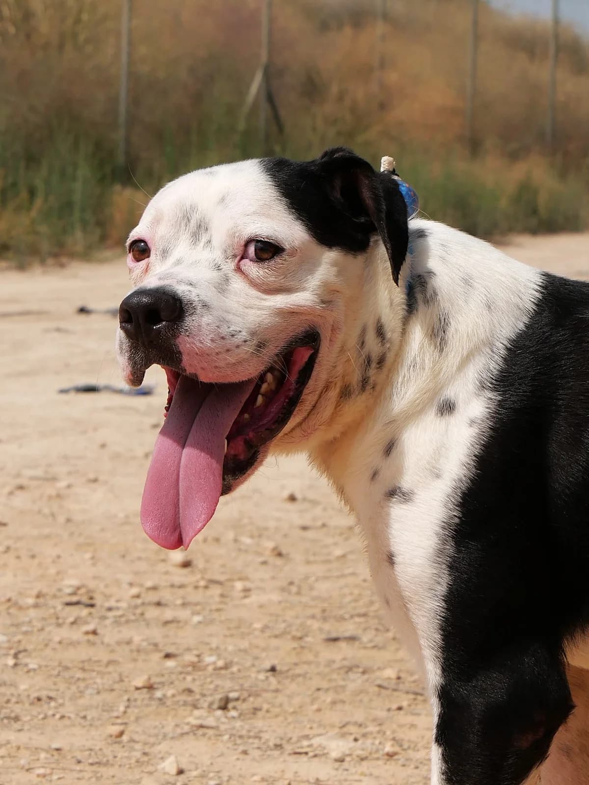 BRUCE (PPP), male Mixed Breed for adoption at Murcia), Lips Rescue photo 2