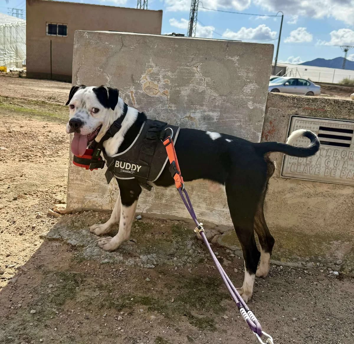 BRUCE (PPP), male Mixed Breed for adoption at Murcia), Lips Rescue photo 3