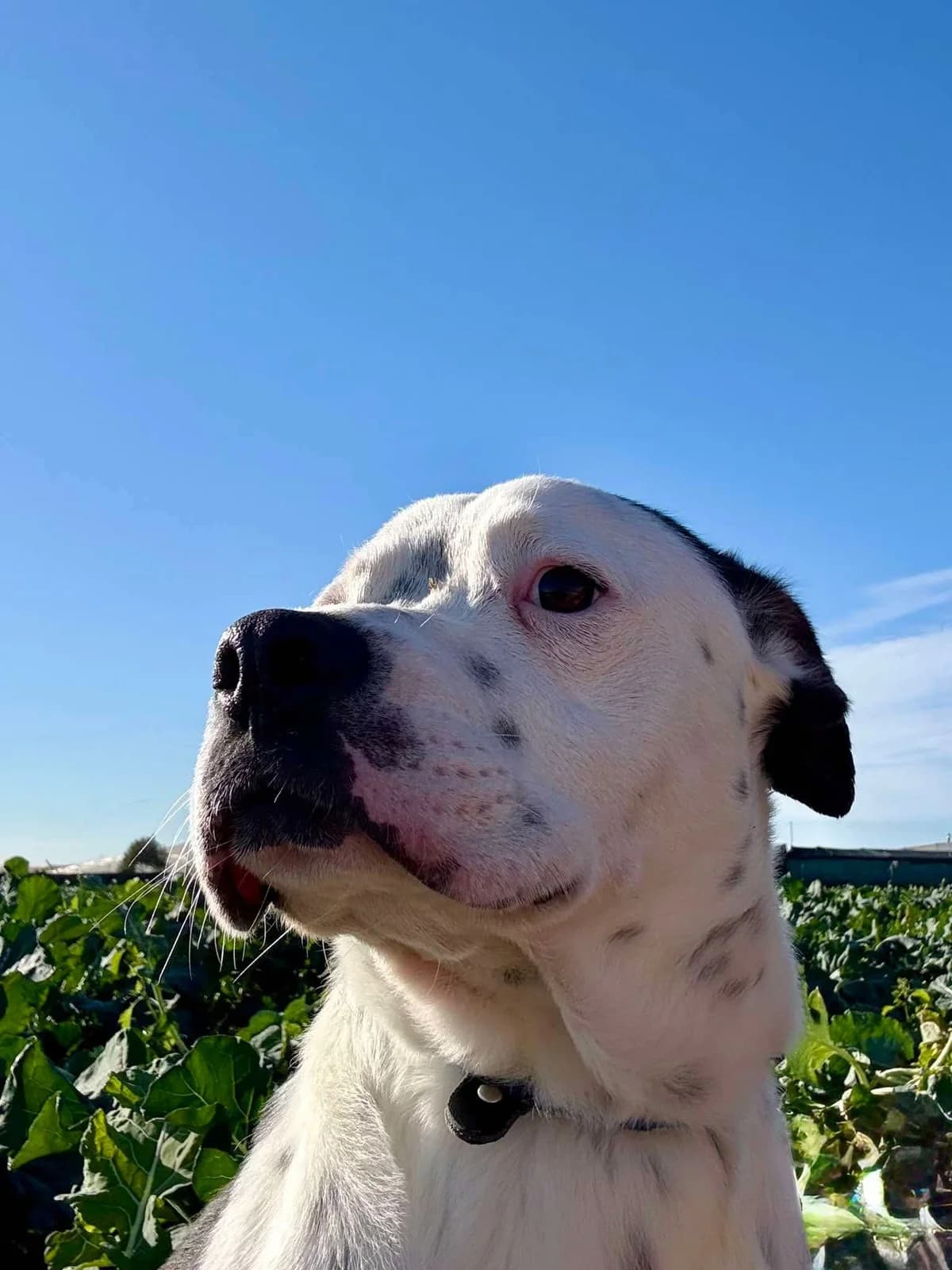 BRUCE (PPP), male Mixed Breed for adoption at Murcia), Lips Rescue photo 4