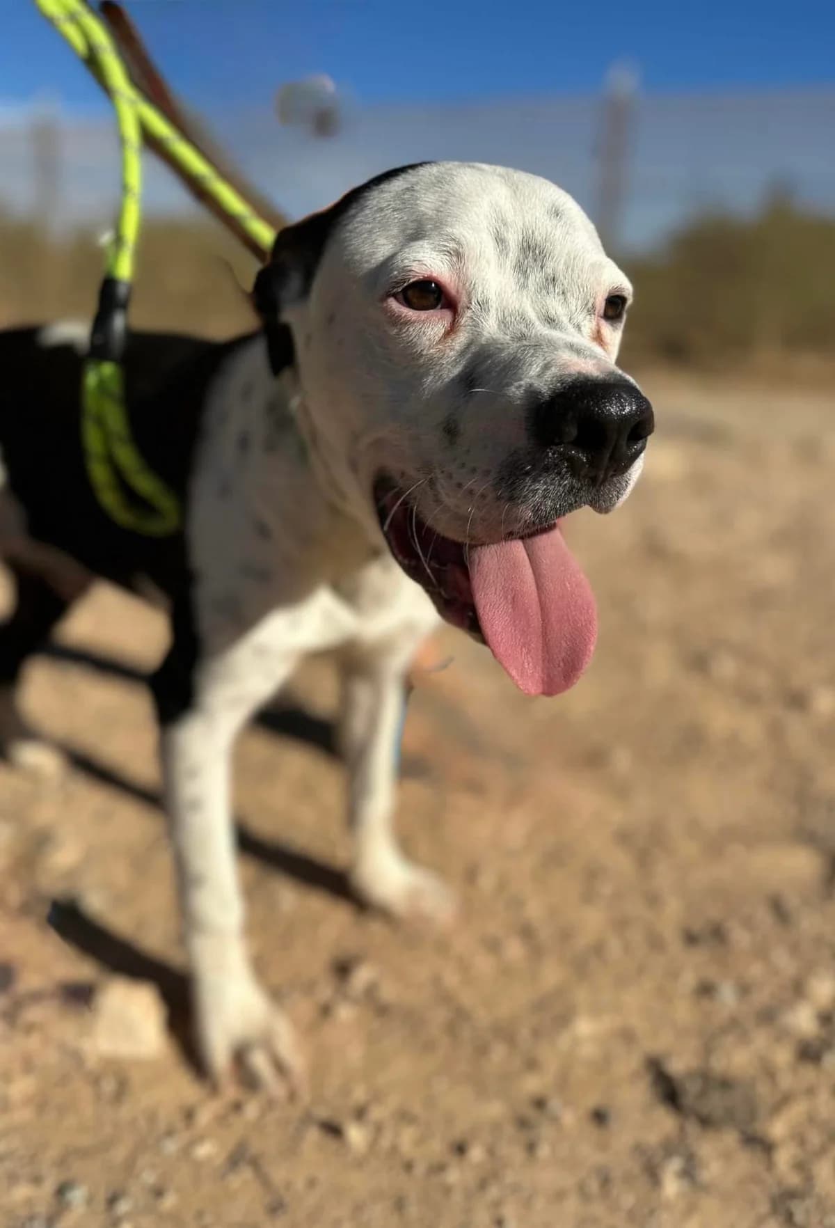 BRUCE (PPP), male Mixed Breed for adoption at Murcia), Lips Rescue photo 5