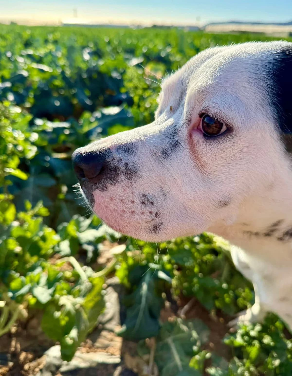 BRUCE (PPP), male Mixed Breed for adoption at Murcia), Lips Rescue photo 6