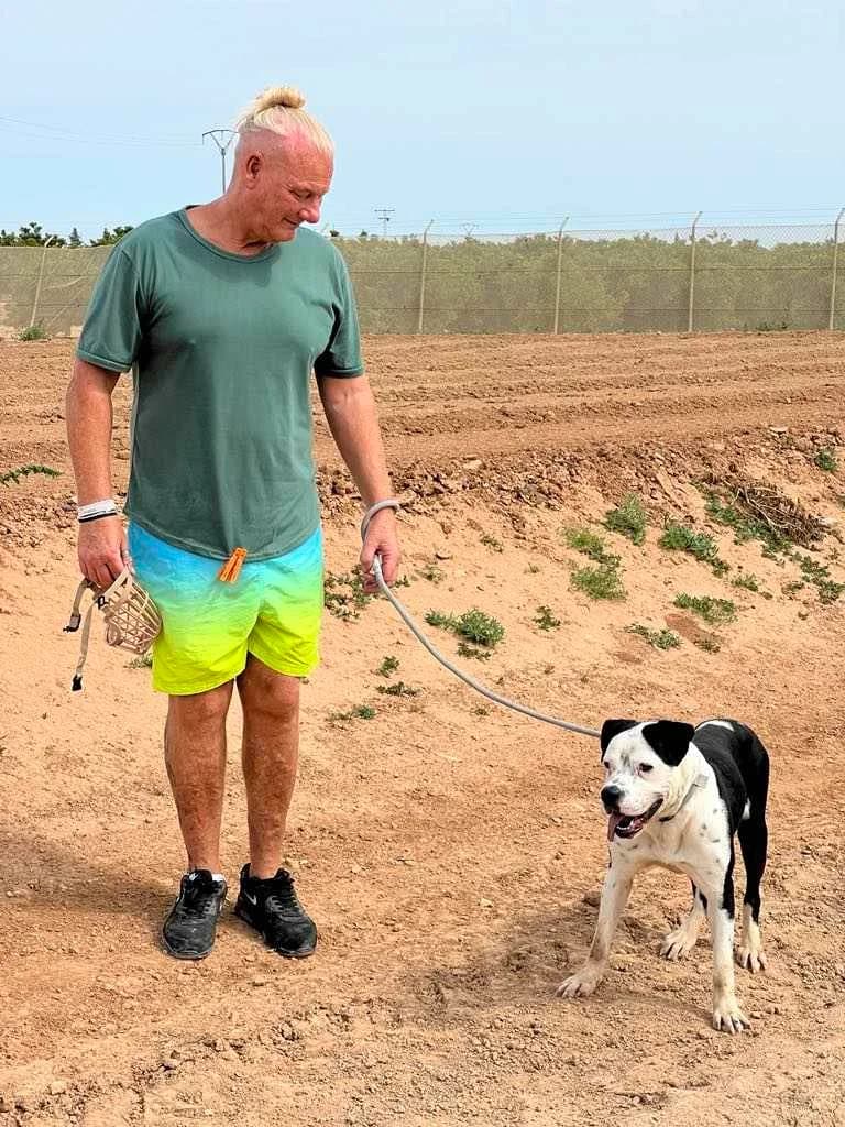 BRUCE (PPP), male Mixed Breed for adoption at Murcia), Lips Rescue photo 7