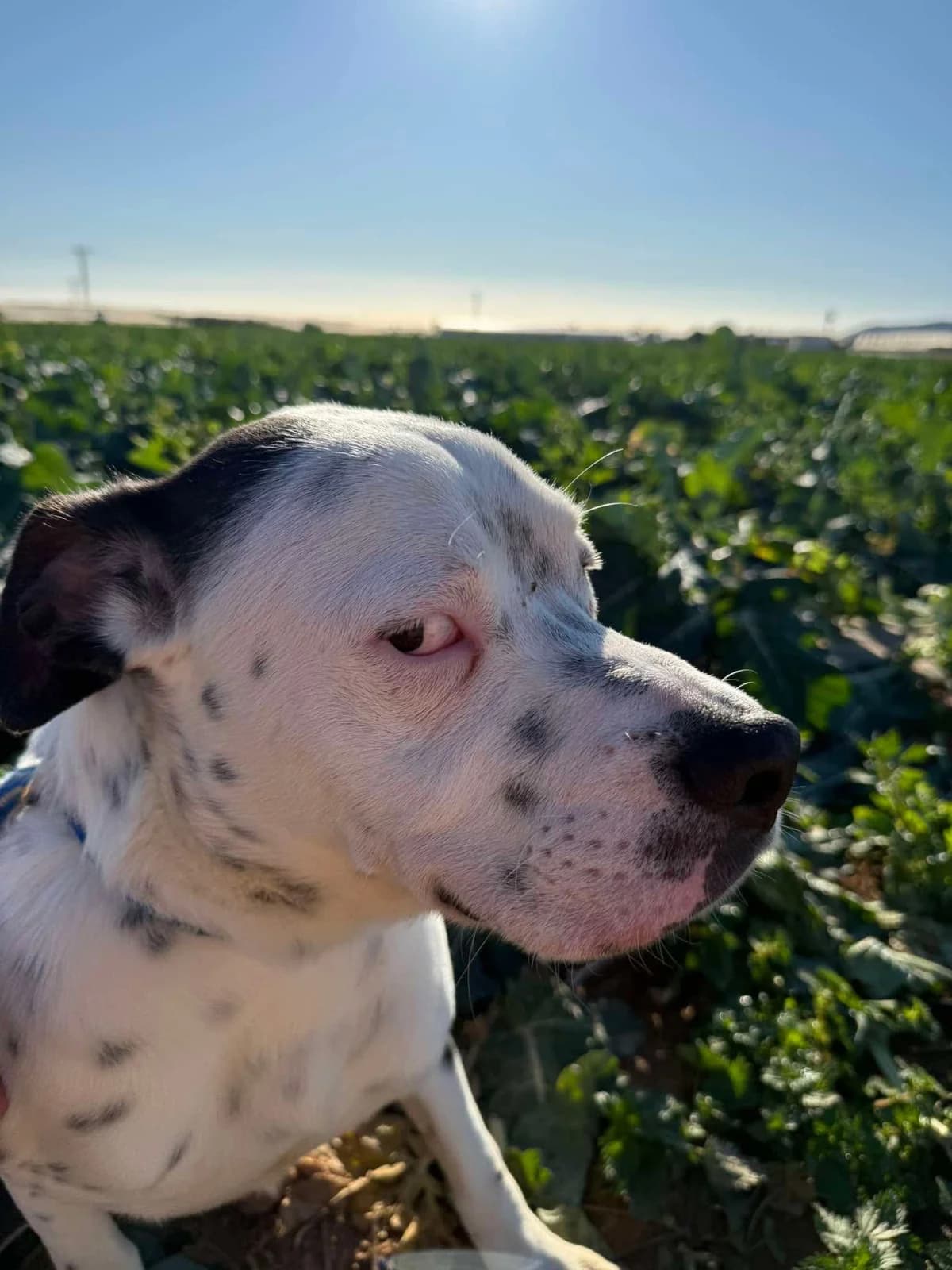 BRUCE (PPP), male Mixed Breed for adoption at Murcia), Lips Rescue photo 8