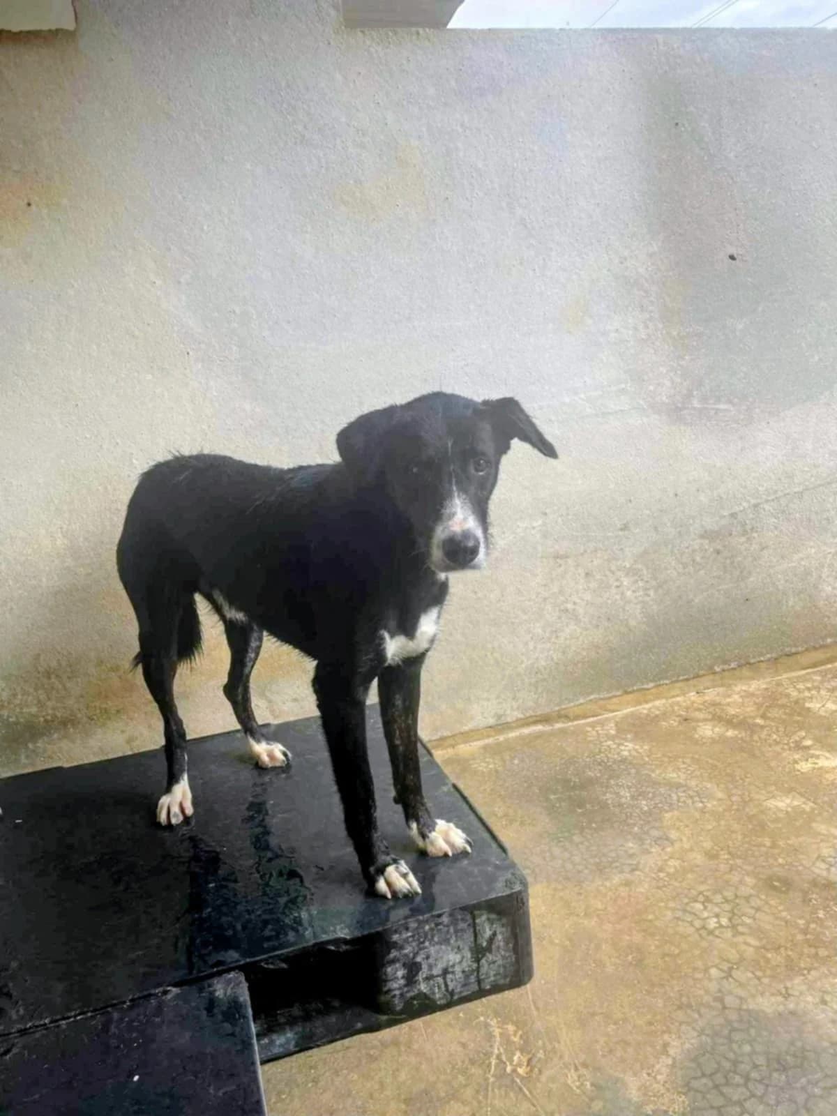 BRUCE (TWO), male Mixed Breed for adoption at Murcia), Lips Rescue