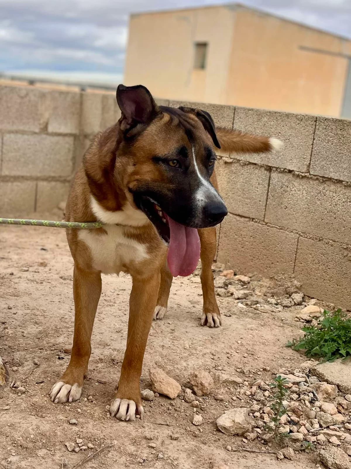 BUNNY, male Mixed Breed for adoption at Murcia), Lips Rescue photo 2