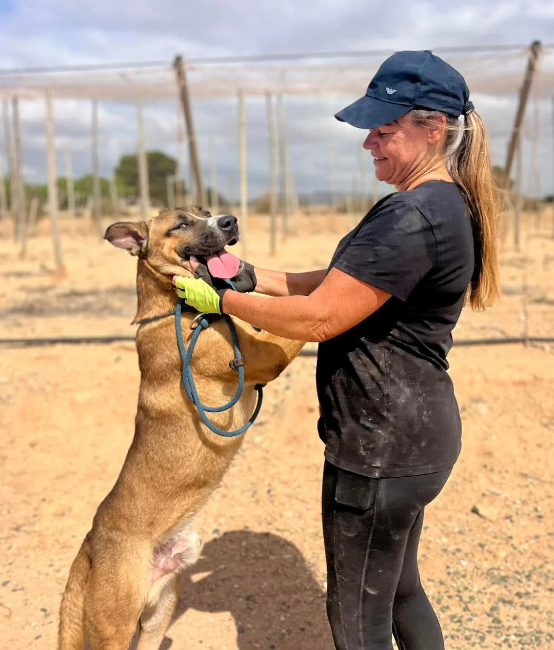BUNNY, male Mixed Breed for adoption at Murcia), Lips Rescue photo 3