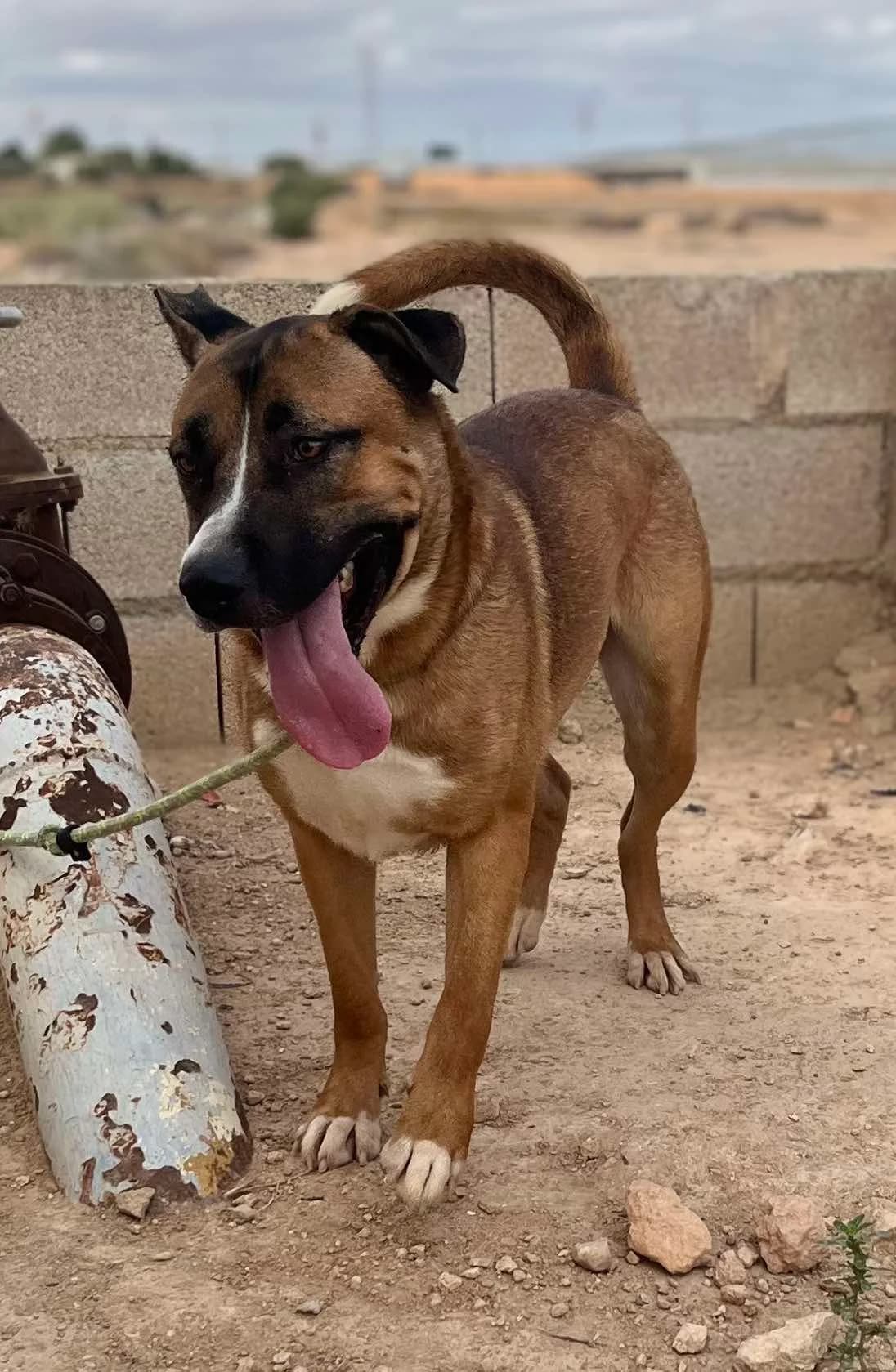 BUNNY, male Mixed Breed for adoption at Murcia), Lips Rescue photo 4