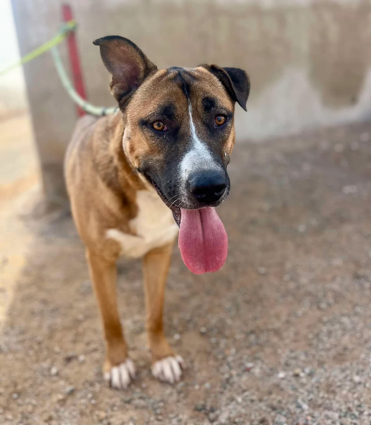 BUNNY, male Mixed Breed for adoption at Murcia), Lips Rescue photo 5