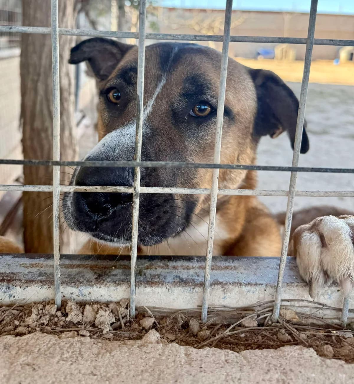 BUNNY, male Mixed Breed for adoption at Murcia), Lips Rescue photo 6