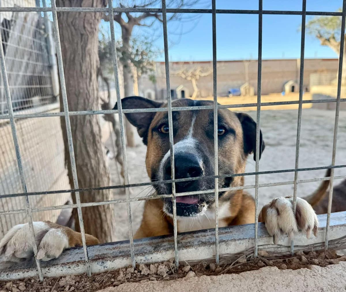 BUNNY, male Mixed Breed for adoption at Murcia), Lips Rescue photo 7