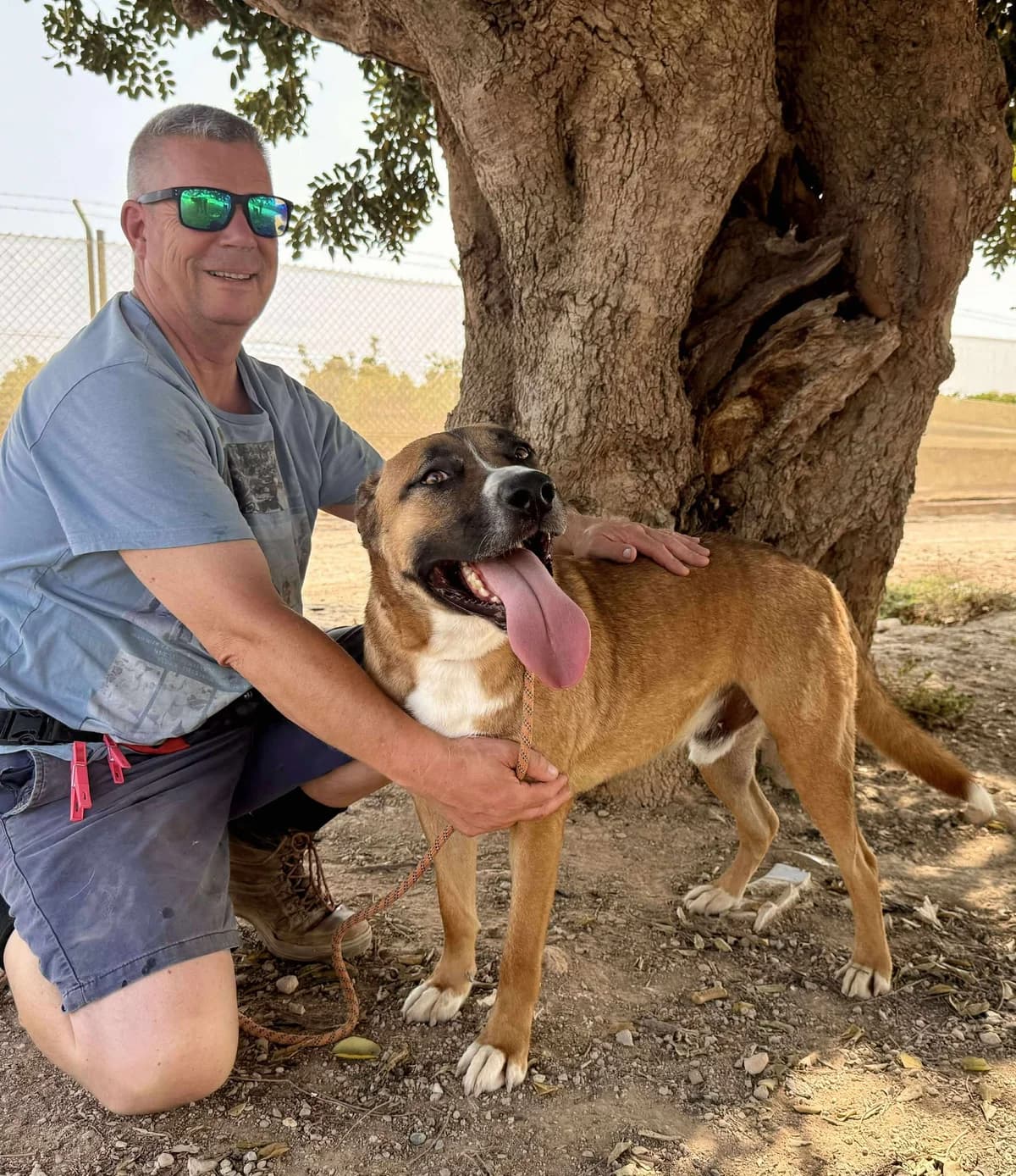 BUNNY, male Mixed Breed for adoption at Murcia), Lips Rescue photo 8