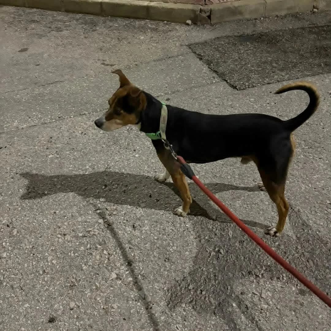 CALCETINES, male Mixed Breed for adoption at Murcia), Lips Rescue