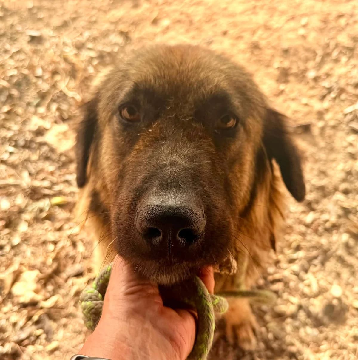 CARLA, female Mixed Breed for adoption at Murcia), Lips Rescue