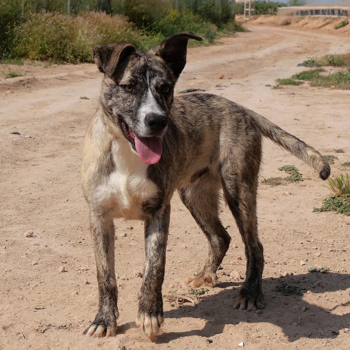 CASSIUS, male Mixed Breed for adoption at Murcia), Lips Rescue