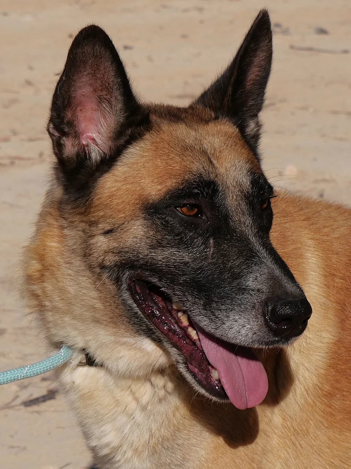 CHEVROLET, male Mixed Breed for adoption at Murcia), Lips Rescue