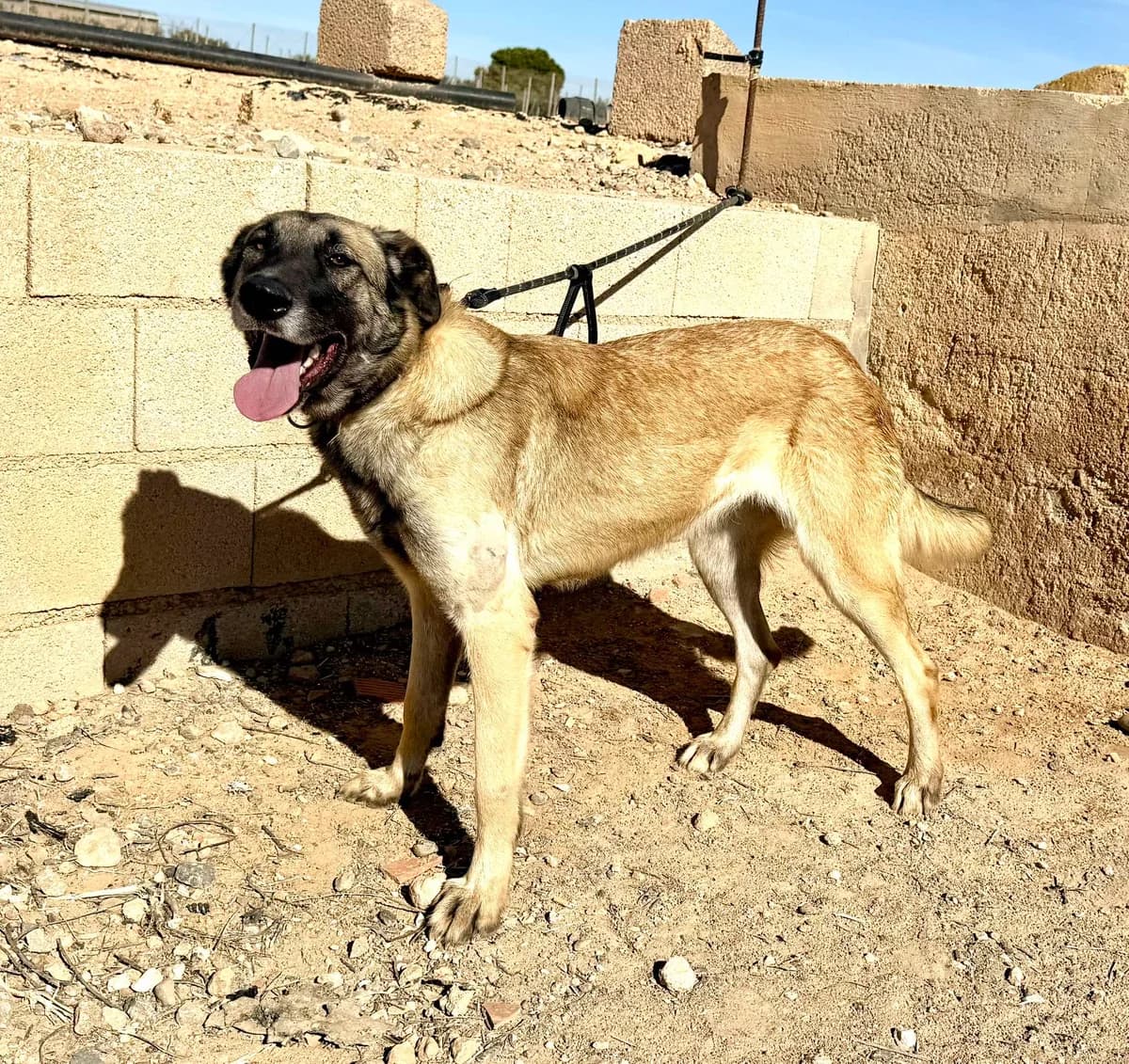 CHLOE, female Mixed Breed for adoption at Lips Rescue