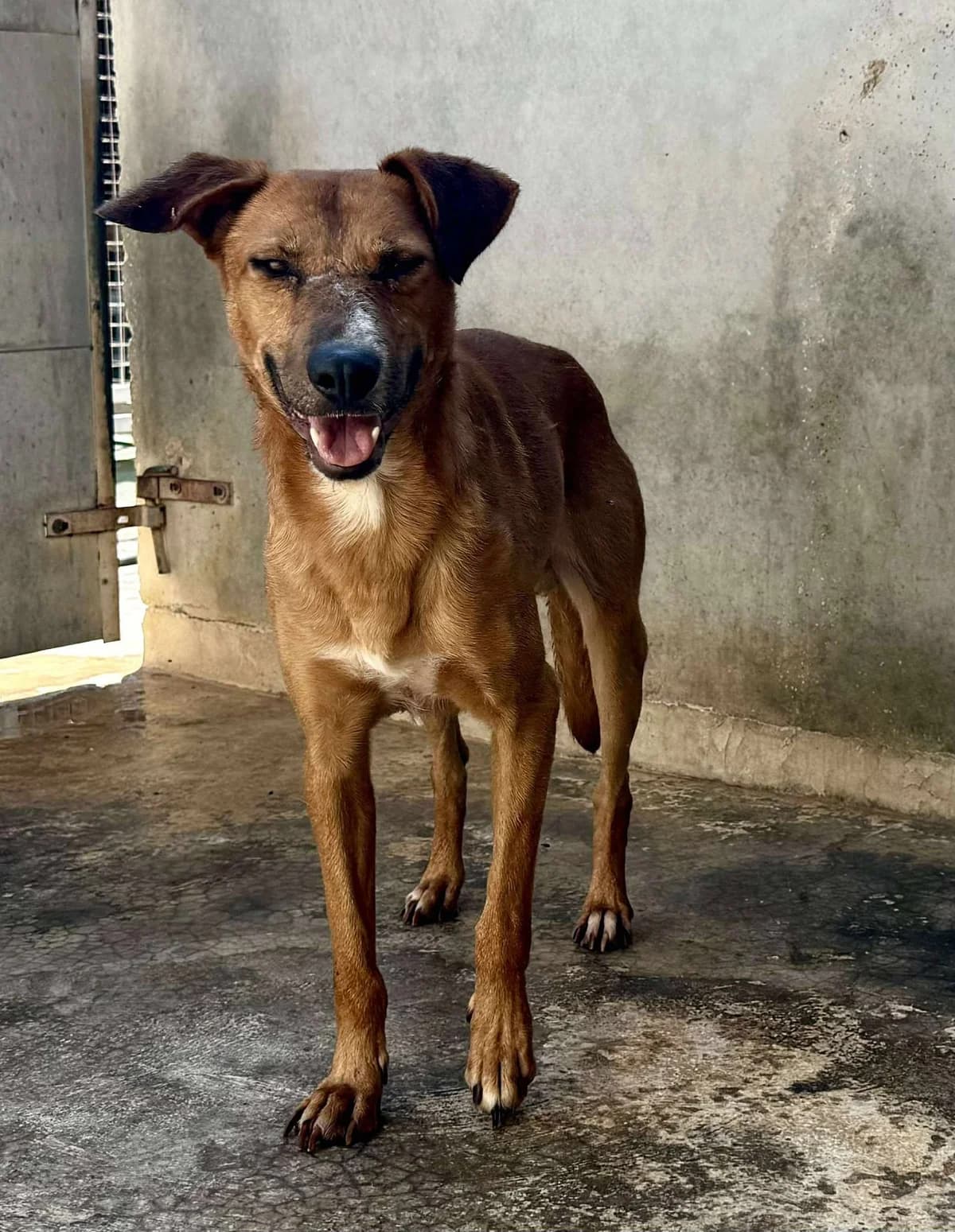 CHOCO, male Mixed Breed for adoption at Murcia), Lips Rescue