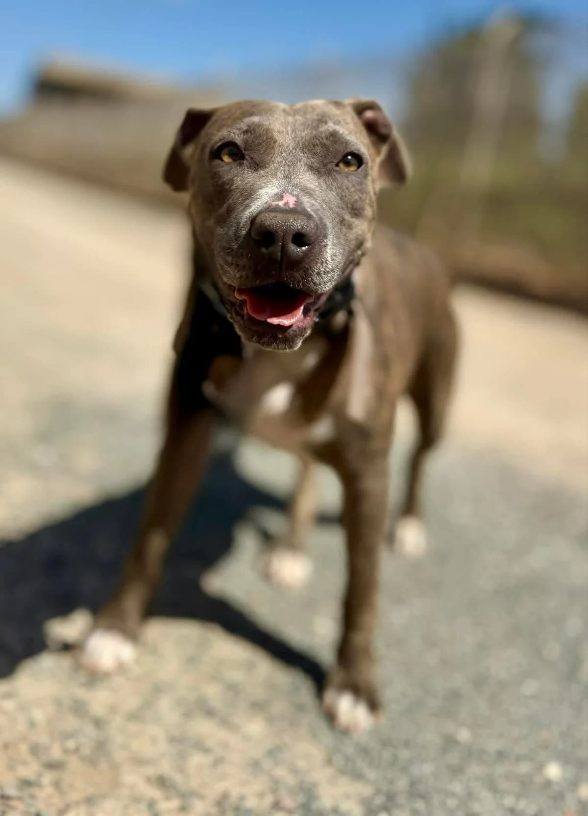 CHULA (PPP), female Mixed Breed for adoption at Murcia), Lips Rescue