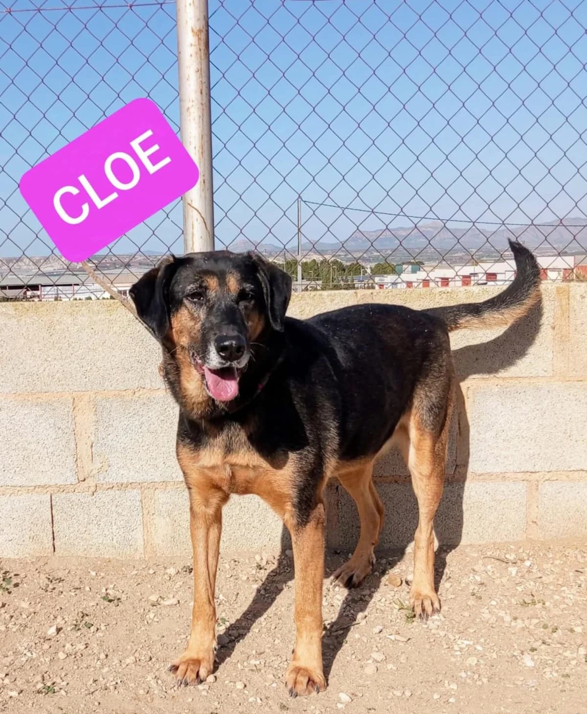 CLOE, female Mixed Breed for adoption at Murcia), Lips Rescue