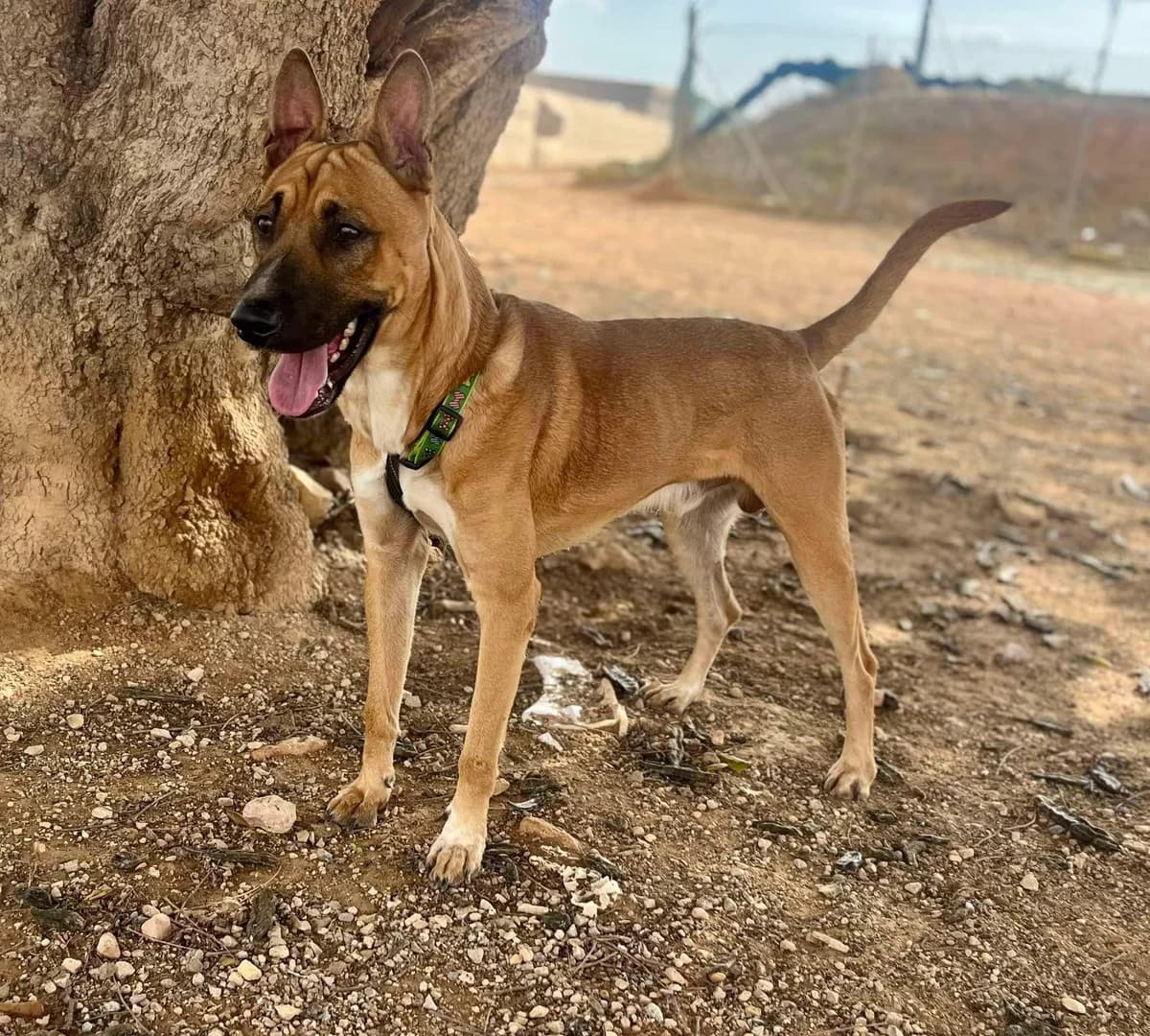 COLON, male Mixed Breed for adoption at Murcia), Lips Rescue