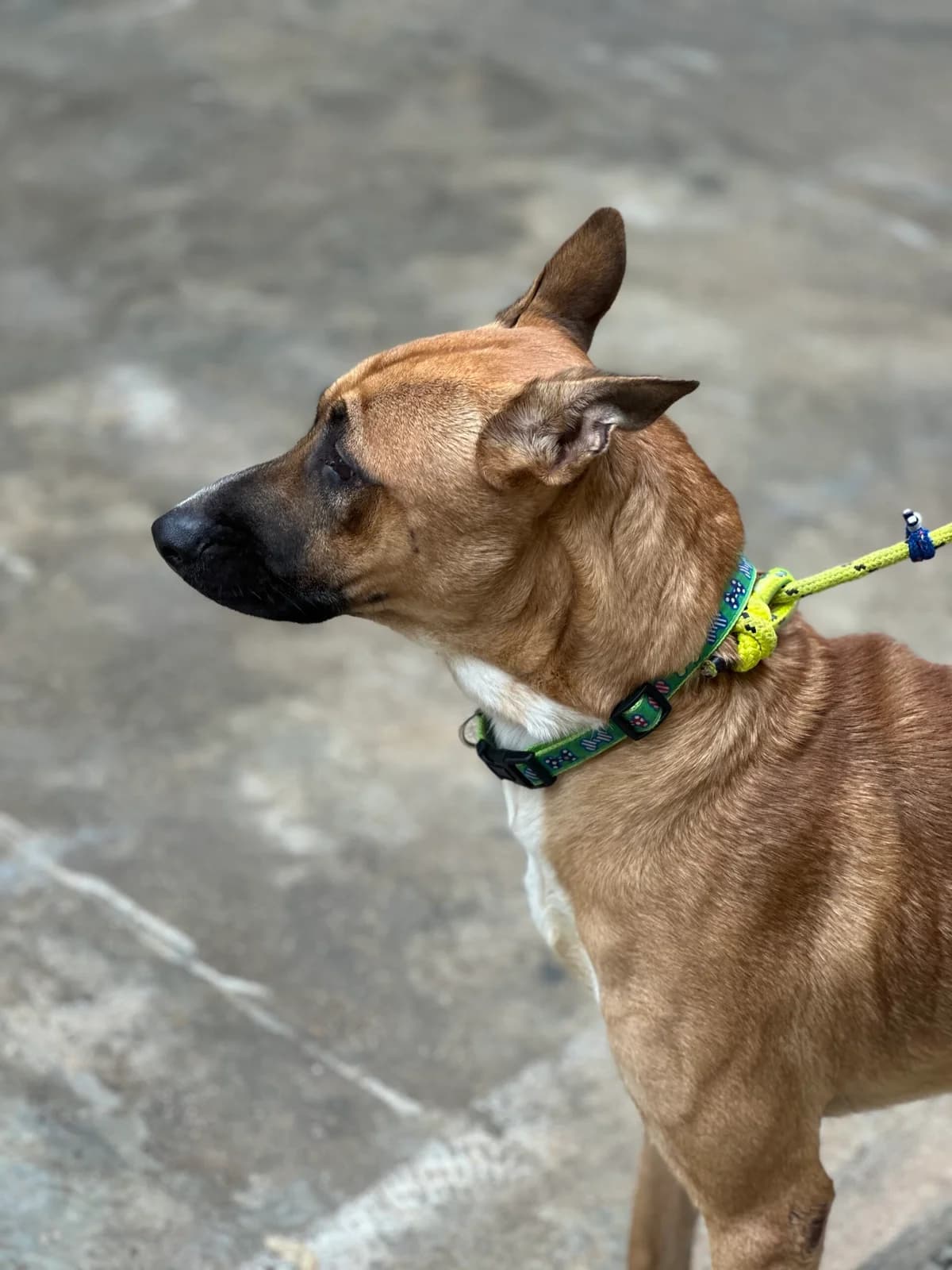 COLON, male Mixed Breed for adoption at Murcia), Lips Rescue photo 2