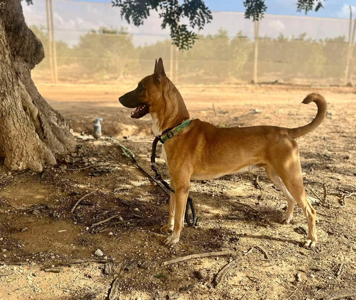 COLON, male Mixed Breed for adoption at Murcia), Lips Rescue photo 3