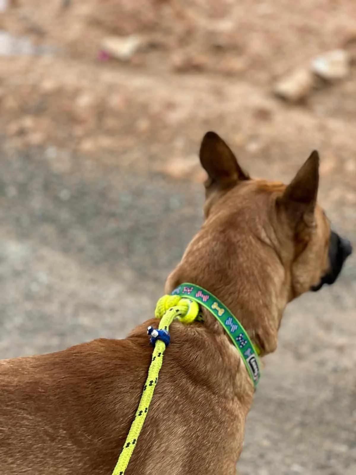 COLON, male Mixed Breed for adoption at Murcia), Lips Rescue photo 4