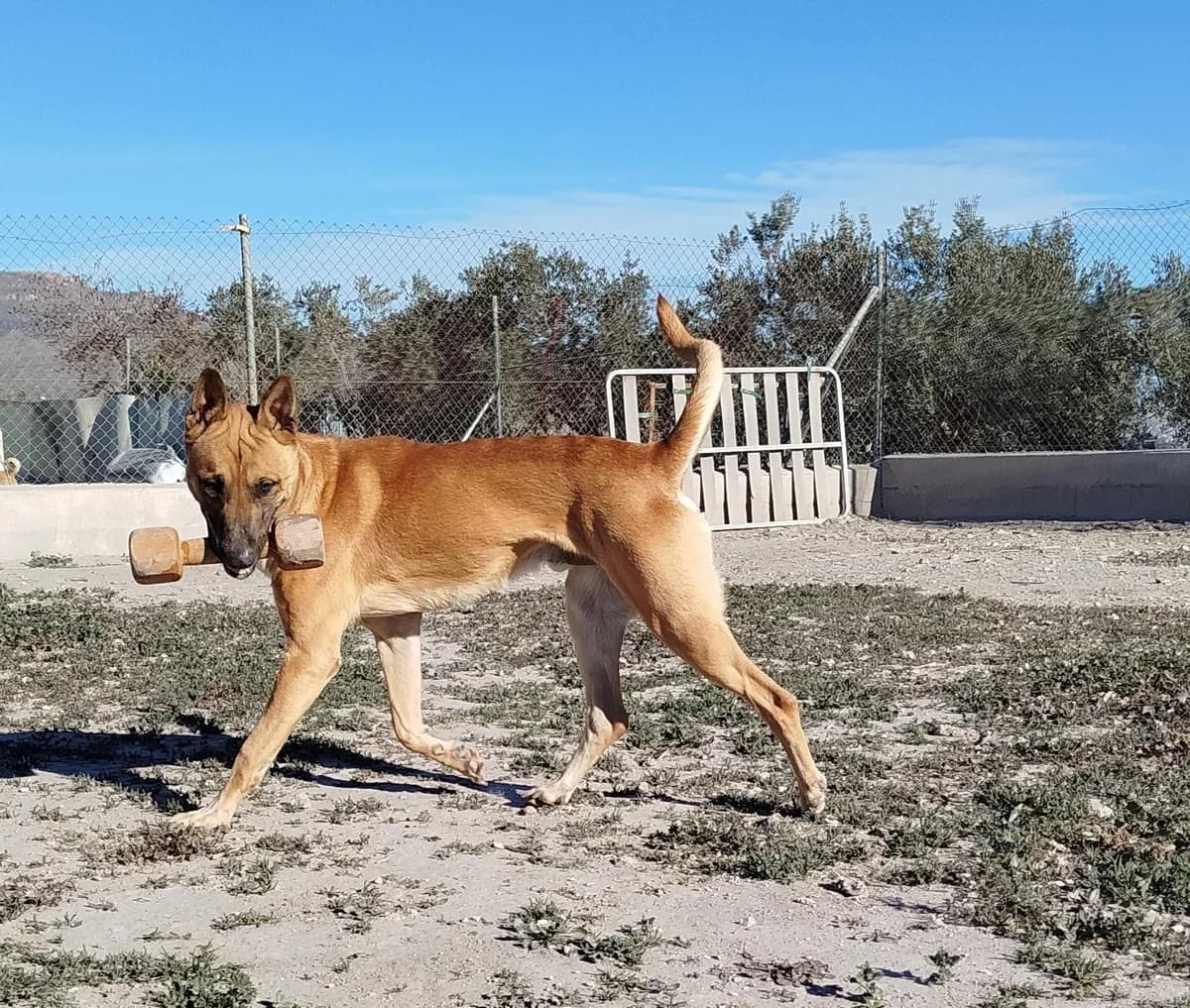 COLON, male Mixed Breed for adoption at Murcia), Lips Rescue photo 5